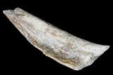 Permian Synapsid (Dimetrodon) Bone - Texas #181307-2
